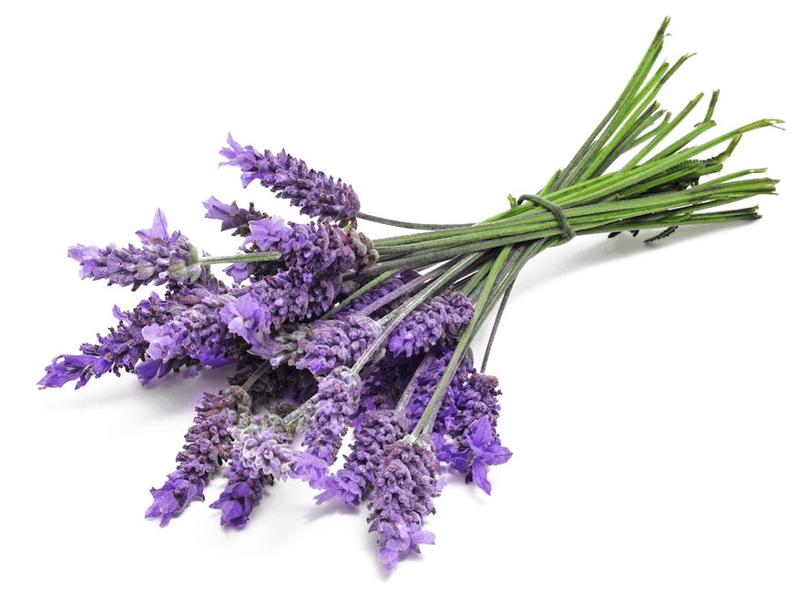 Lavender (52)