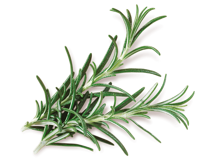 kisspng-rosemary-ratatouille-mediterranean-cuisine-herb-sp-alecrim-5b384ec288b746.59570689153041683456